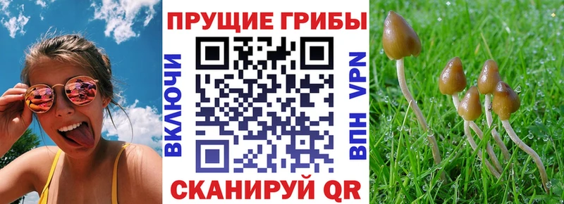 Купить где  Дагестанские Огни  Галлюциногенные грибы GOLDEN TEACHER 
